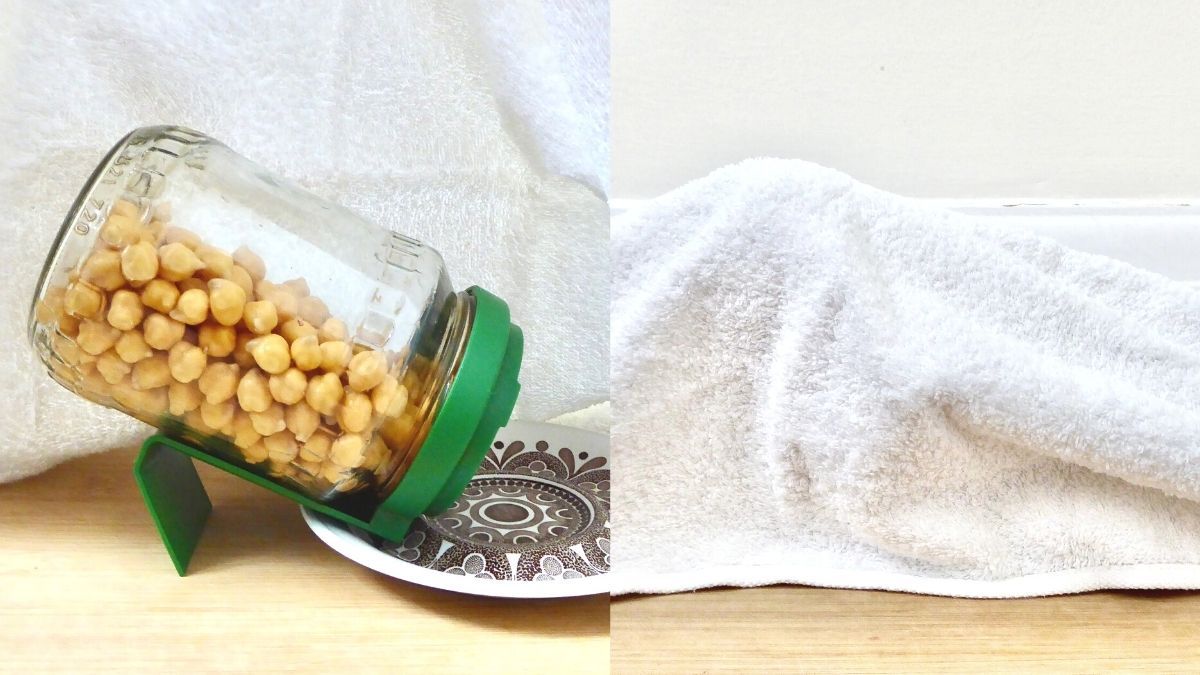 chickpeas in sprouting jar covered with tea towel