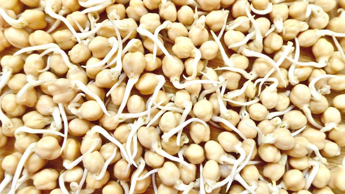 chickpea sprouts