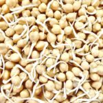 sprouted chickpeas/garbanzo beans