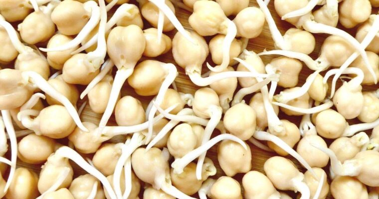 How to Sprout Chickpeas (Step By Step Guide)