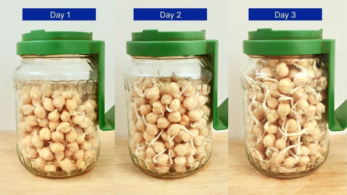 sprouting chickpeas progress after 1, 2 and 3 days