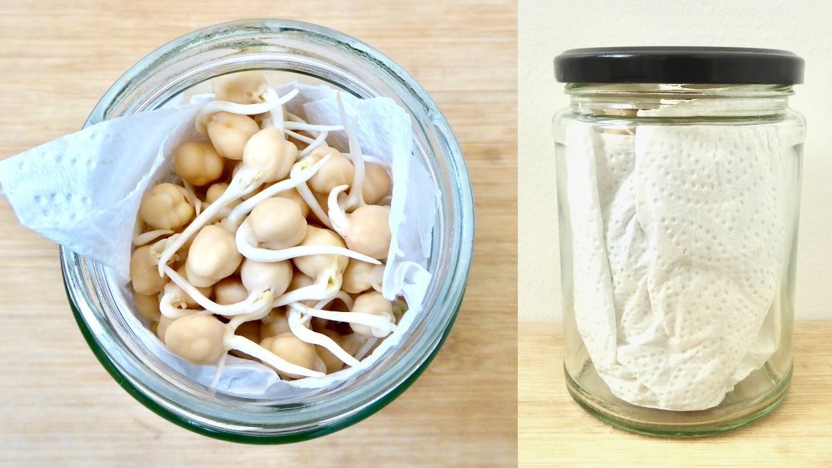 sprouted chickpeas stored in a glass jar lined with a paper towel