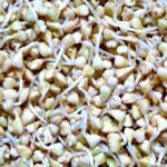 raw sprouted buckwheat groats